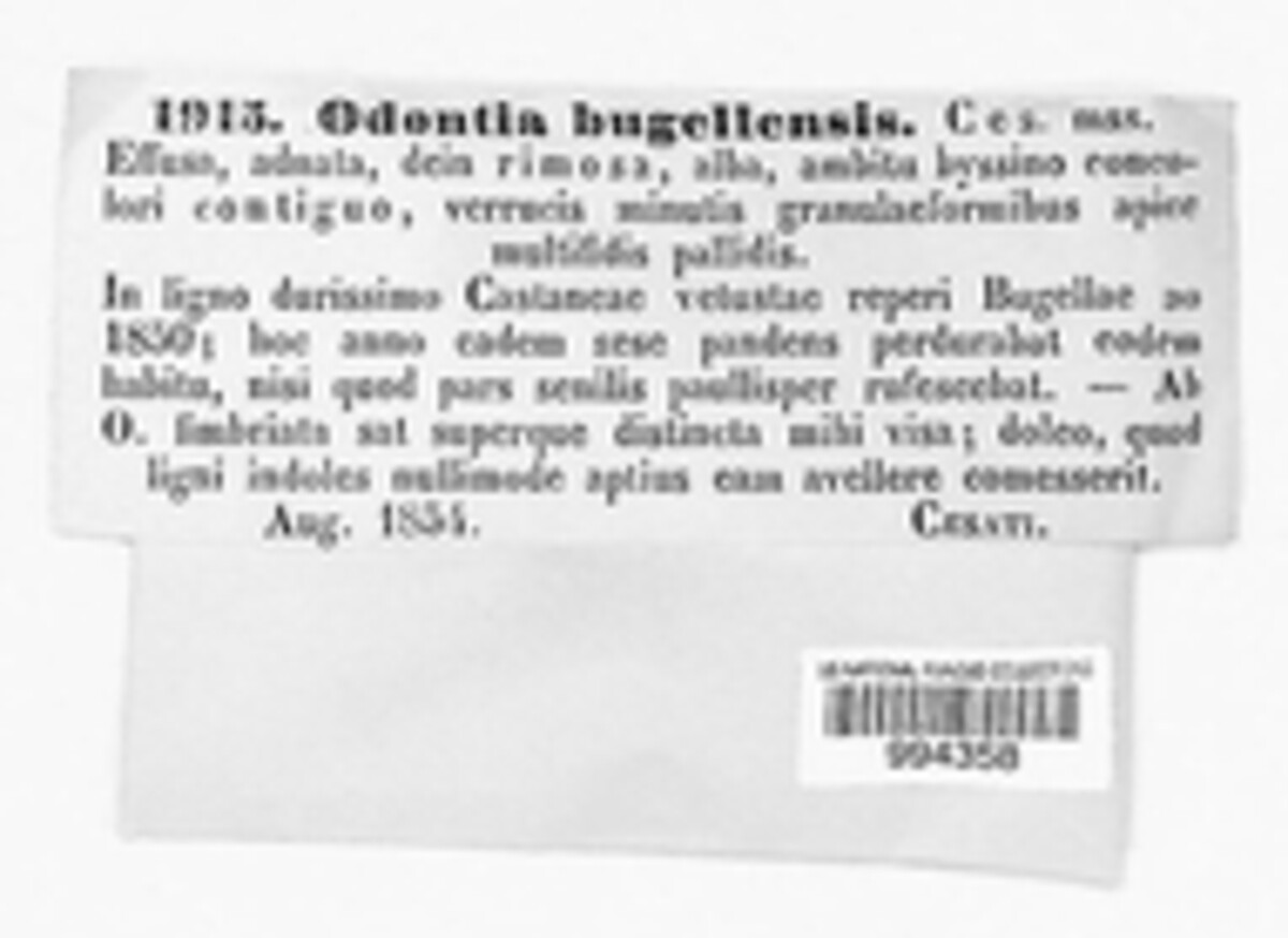 Fasciodontia bugellensis image